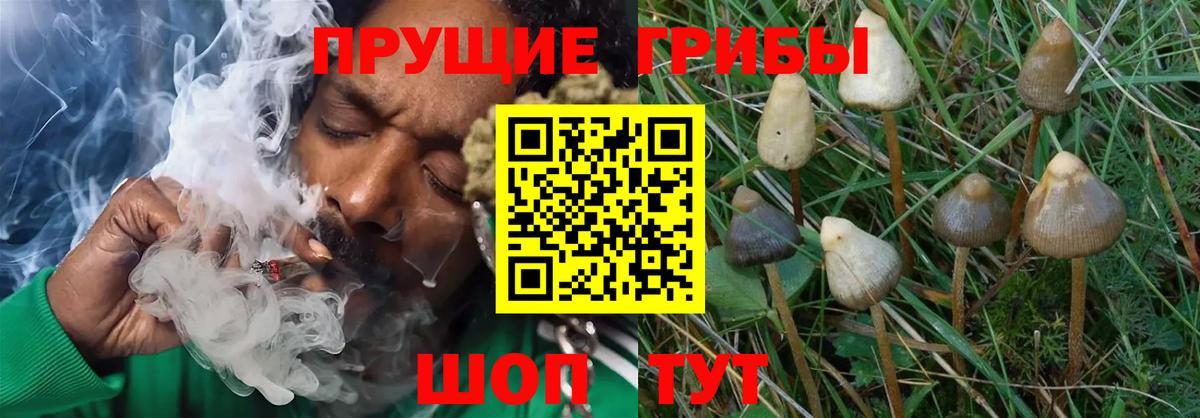 Псилоцибиновые грибы MAGIC MUSHROOMS Пенза